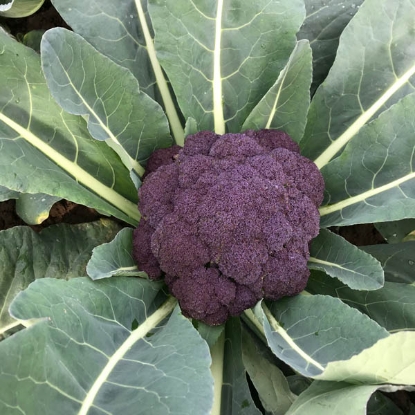 Picture of Calabrese (Broccoli) Purple Rain F1